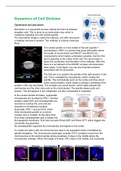 Hoorcollege MCR: Dynamics of Cell division - Agathe Chaigne