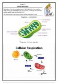 Summary/Notes on Cellular Respiration