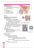 samenvatting voortplantingsstelsel (anatomie)