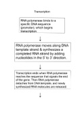 Need help understanding the steps of transcription?