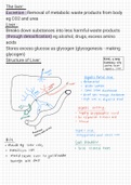 Ocr A Biology: The Liver