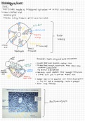 Ocr A Biology: Histology of the Liver