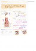 Anatomie des Dickdarms II (Abdomen und Stoffwechsel E1)