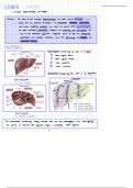 Anatomie der Leber (Abdomen und Stoffwechsel E1)