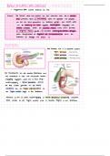 Anatomie der Bauchspeicheldrüse (Abdomen und Stoffwechsel E1)