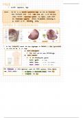 Anatomie der Milz (Abdomen und Stoffwechsel E1)