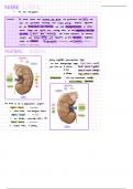 Anatomie der Niere (Abdomen und Stoffwechsel E1)