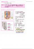 Anatomie der Harnröhre (Abdomen und Stoffwechsel E1)