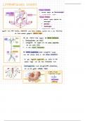 Lymphatisches System (Abdomen und Stoffwechsel E1)