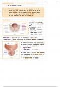 Anatomie der Harnblase (Abdomen und Stoffwechsel E1)