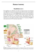 Human Anatomy Mandibular nerve