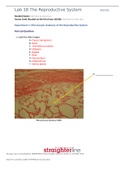 BIO202L Lab 18 The Reproductive System  questions and answers 