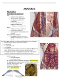 Te kennen structuren dissectie-examen gastro