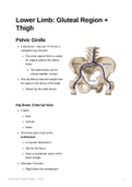 Anatomy of the Lower Limbs