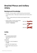 Anatomy of the Brachial Plexus 