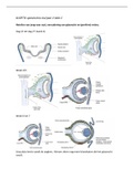 KLOPTO Optometrie leerjaar 2 blok C