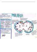 A Level Biology- Malaria Revision Poster- Unit 4 Immunology and Disease