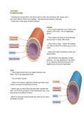 The Blood Vessels - AQA, GCSE - Organising Animals & Plants