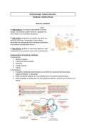 Neurofisiología: aferente II