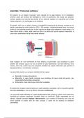 Bases imprescindibles de anatomía y fisiología cardíacas