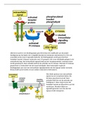 schema's celbiologie