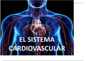 SISTEMA CARDIOVASCULAR