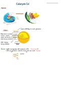 De eukaryote cel en de celcyclus