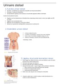 Samenvatting anatomie & fysiologie 1, hoofdstuk 18: urinair stelsel