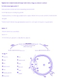 GCSE Biology Chapter 6: Coordination and Response