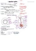 Anatomy of the digestive system