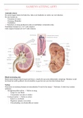 Samenvatting AFP3