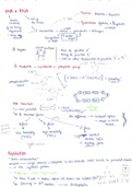 DNA and RNA  Structure and Replication