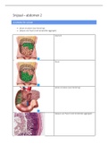 Uitwerkingen eindtermen snijzaal abdomen 2