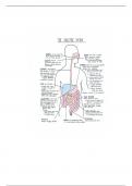 Bio 210 Digestive system - Study guide