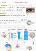 Embryogenese mens