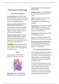 GCSE Biology Study Notes:  The Circulatory System