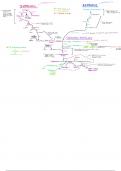 Coagulation Cascade Flow Chart with Anticoagulants and Antidotes