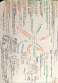 AS 2 CCEA Biology Respiration and Circulation Mindmaps 