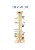 NEUROANATOMY ; THE SPINAL CORD guaranteed a+