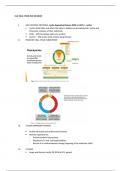 Cell Cycle