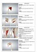 Anatomie 1 spieren 