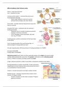 MG: circulatory tract for bachelor pharmacy RUG