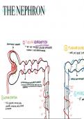 Grade 11 Life Sciences - Nephron Structure and Function 