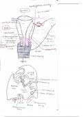 COMPLETE HAND WRITTEN NOTES OF UTERUS