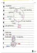 AS Level/A Level Biology - Cell Structure