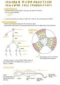 Grade 12 Life Sciences - Human Reproduction Summary