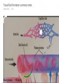 Tissue fluid formation A level Biology 