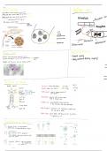 Summary Life sciences. Grade 11 IEB muscles