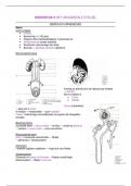 LOI anatomie en fysiologie/ algemene medische kennis I:  samenvatting hoofdstuk 9 het urogenitale stelsel