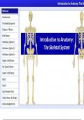 The human skeleton system 